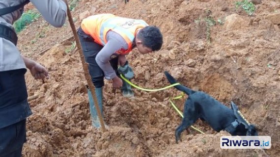 Anjing pelacak Polri dalam salah satu bencana alam